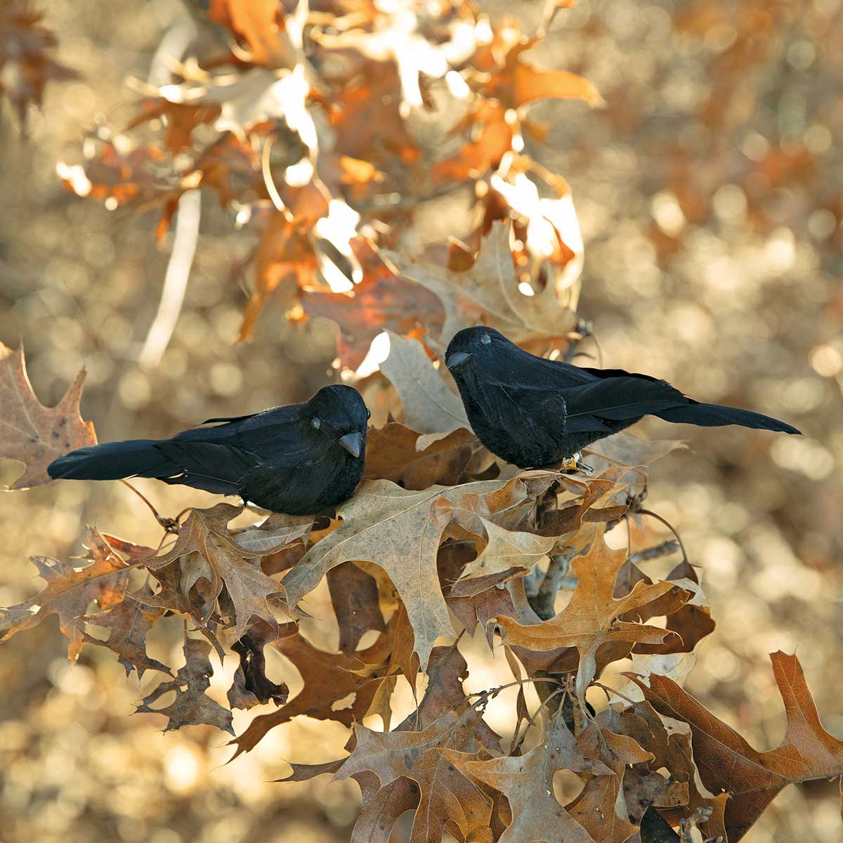 CROW 2 ASSORTED SMALL 1.75IN X 4.5IN BLACK WITH METAL CLIP