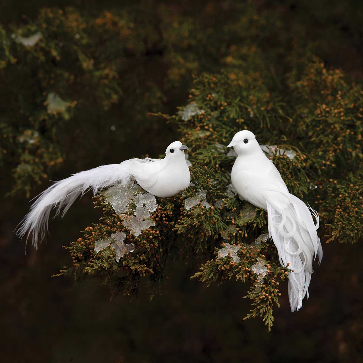 BIRD FANCY DOVE 2 ASSORTED 5.25IN X 1/1.75IN X 1.5/2IN WHITE