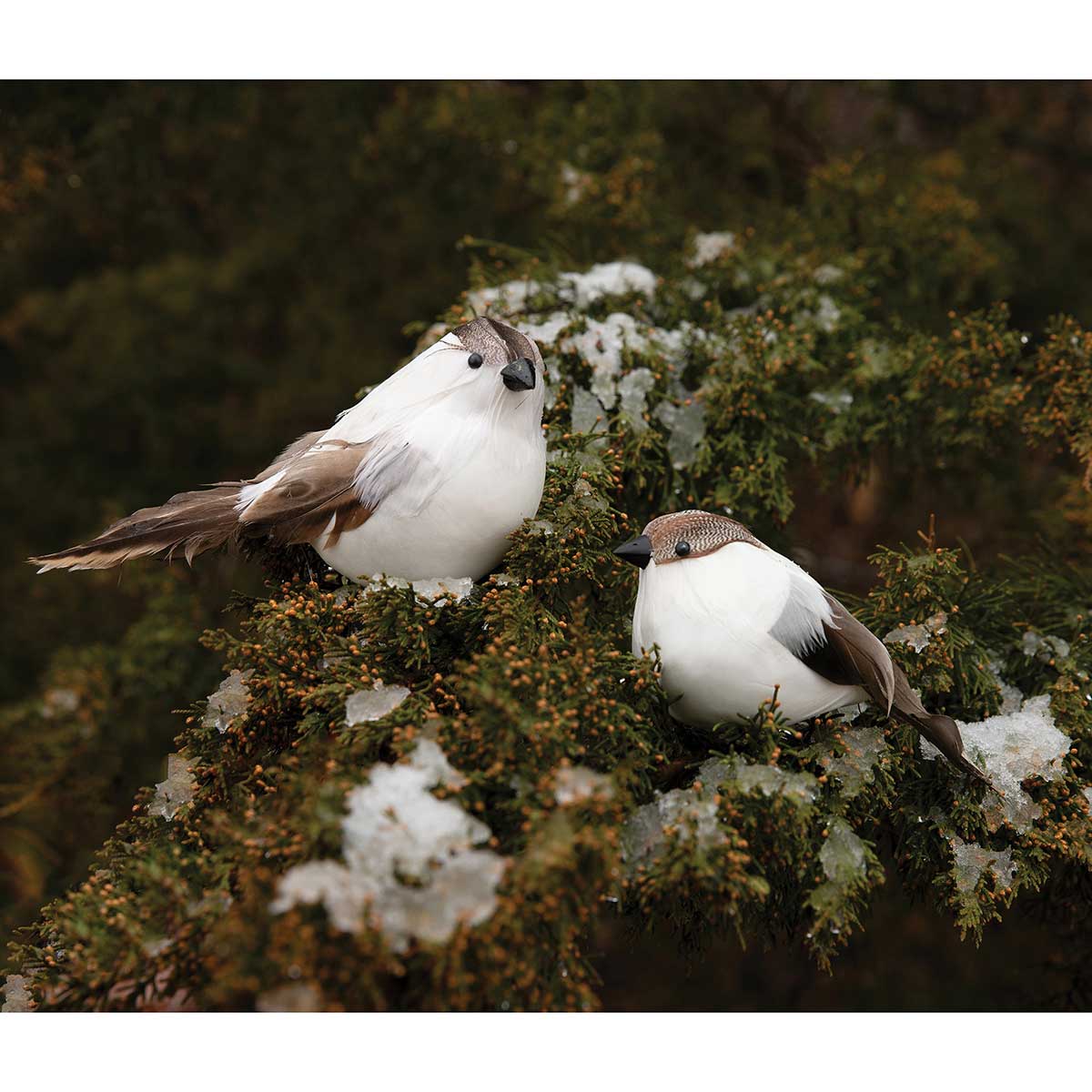 BIRD SONG LARGE 6IN X 2.5IN X 3.5IN CREAM FEATHER/FOAM WITH CLIP