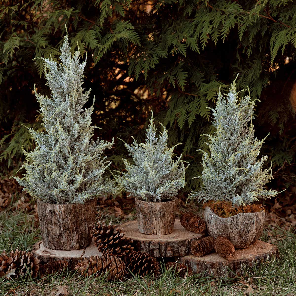 TREE WINTER SNOW PINE SMALL 9IN X 12IN IN BLACK POT PLASTIC